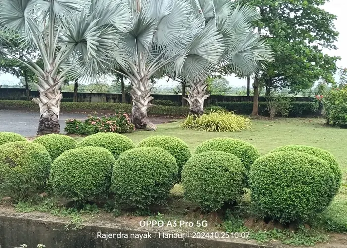 Flower Bed & Garden View