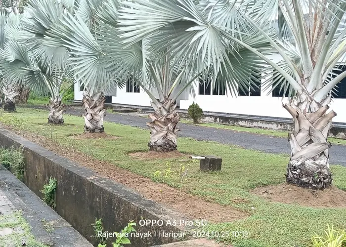 Garden Hedge Arrangement